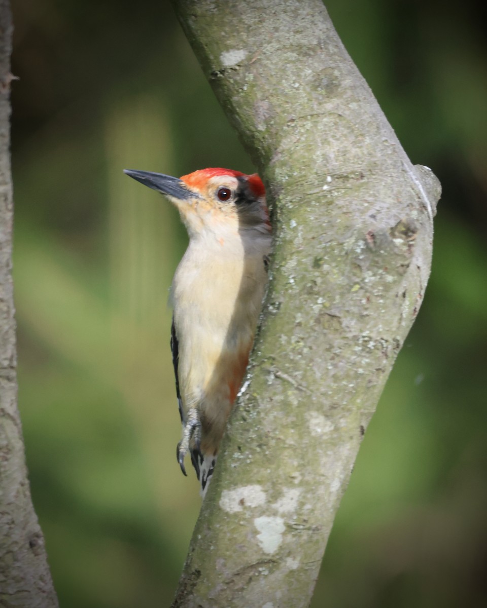 Red-bellied Woodpecker - ML617374157