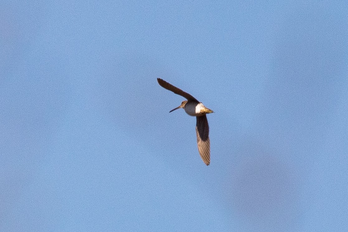 Wilson's Snipe - ML617374172