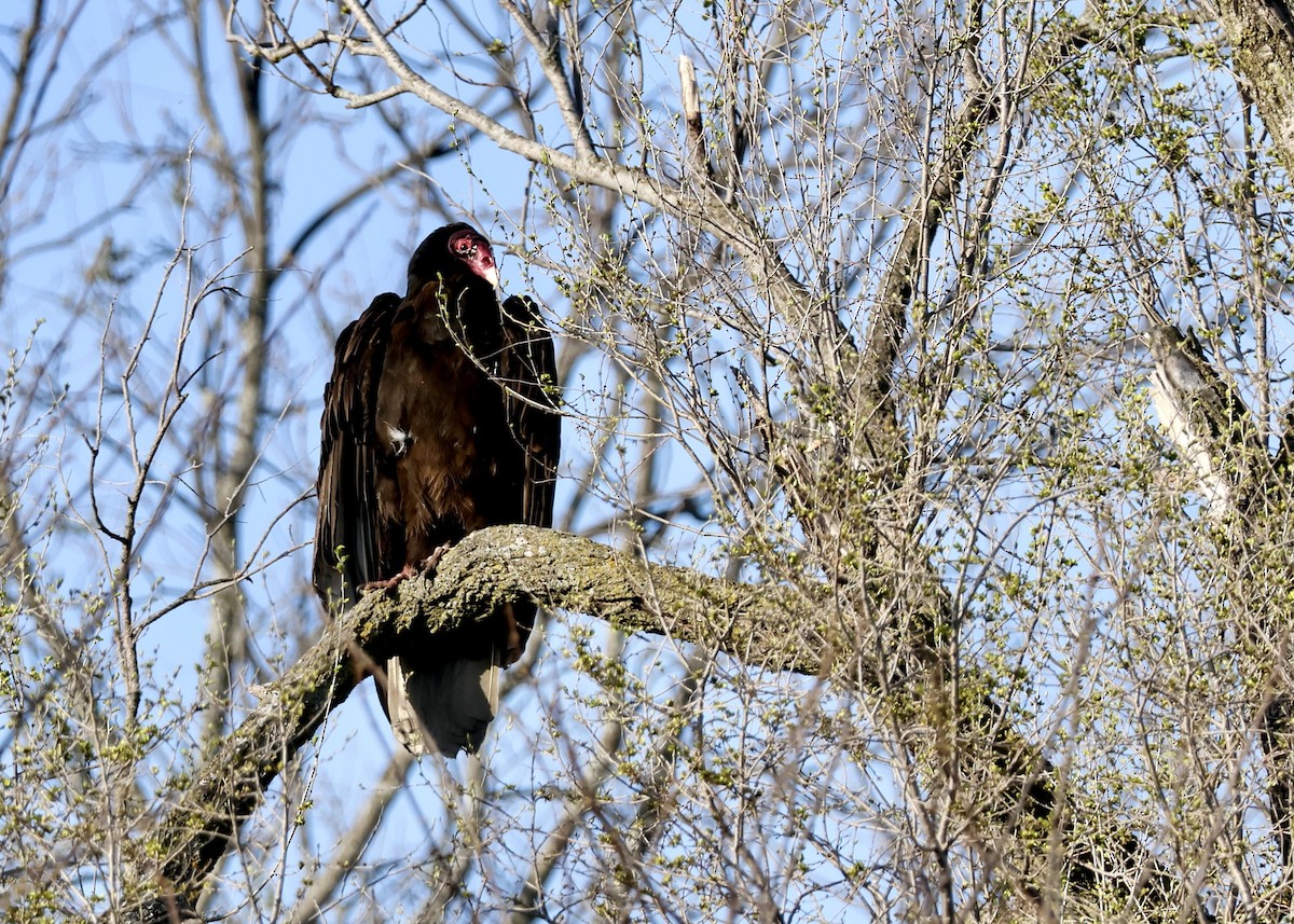 Turkey Vulture - ML617374174