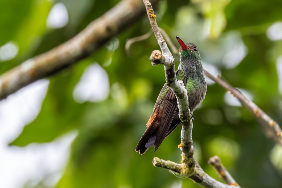 Rufous-tailed Hummingbird - ML617374186