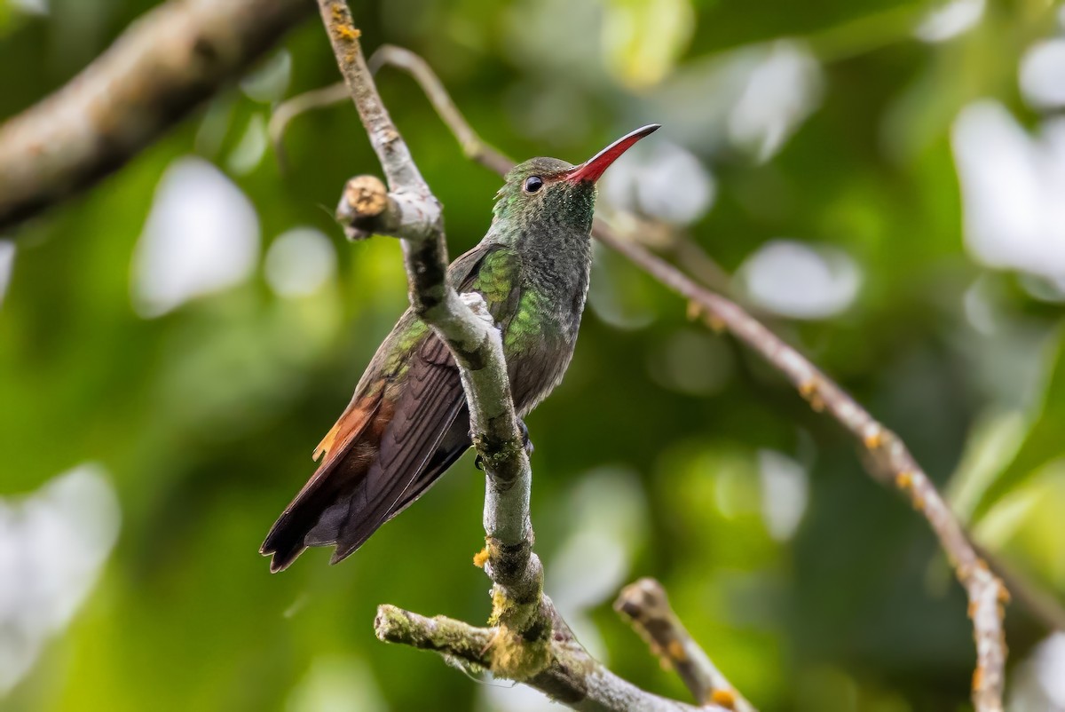 Rufous-tailed Hummingbird - ML617374192