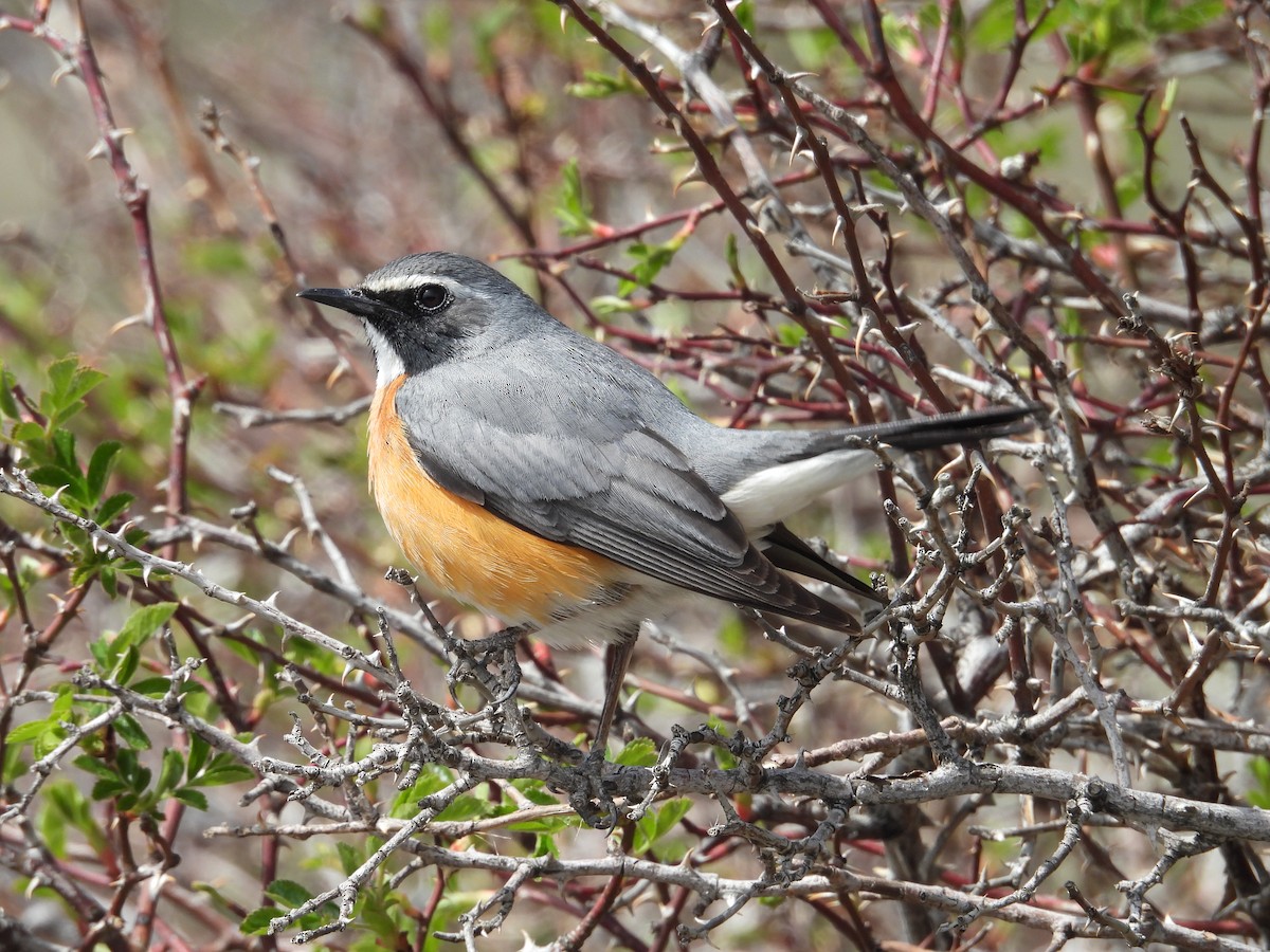 White-throated Robin - ML617374204