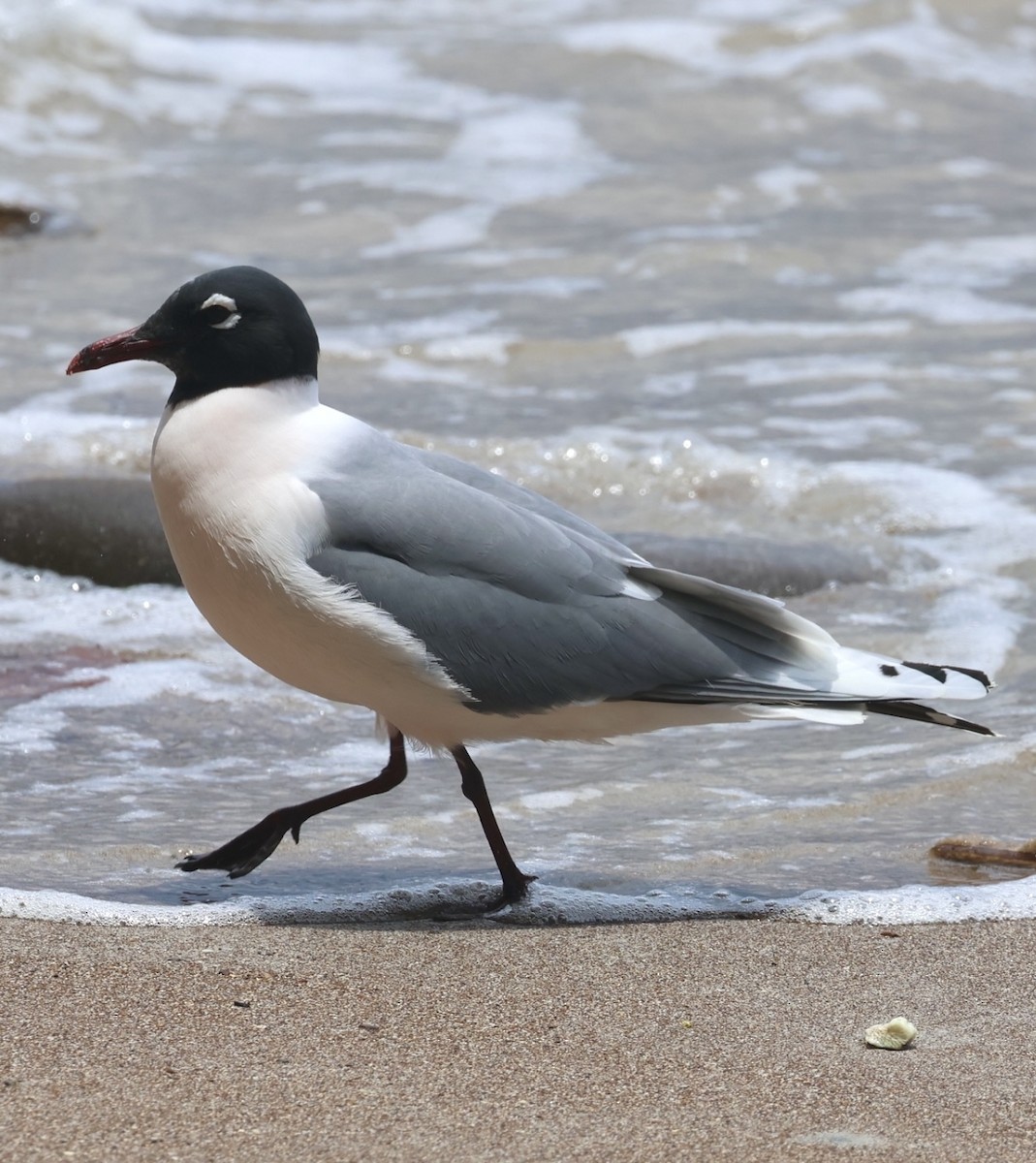 Franklin's Gull - ML617374266