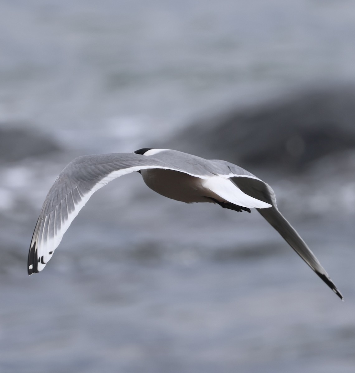 Franklin's Gull - Debbie Crowley