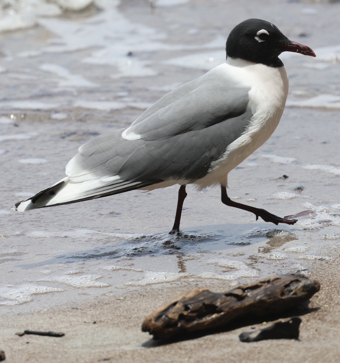 Franklin's Gull - Debbie Crowley