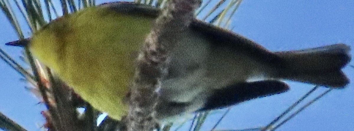 Yellow-throated Warbler - ML617374282
