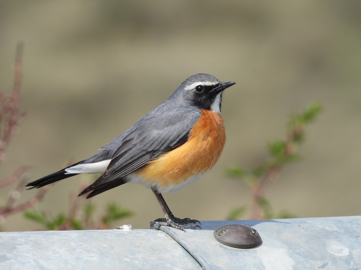 White-throated Robin - ML617374297