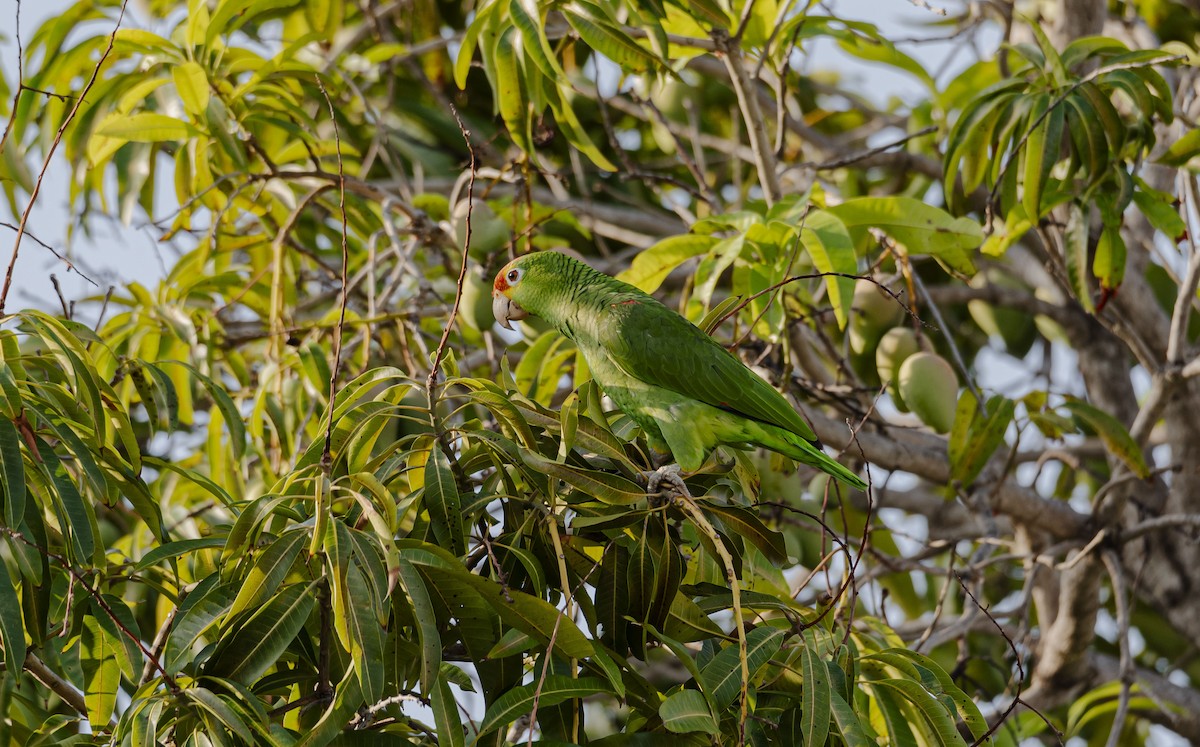 tanımsız papağan (Psittaciformes sp.) - ML617374346