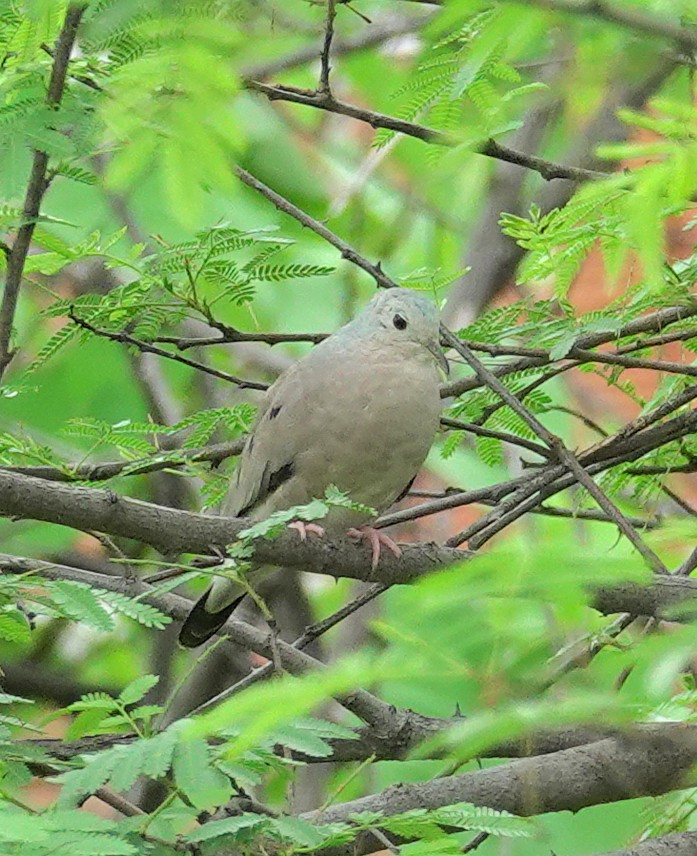 Plain-breasted Ground Dove - ML617374358