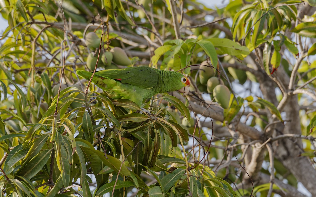 tanımsız papağan (Psittaciformes sp.) - ML617374361