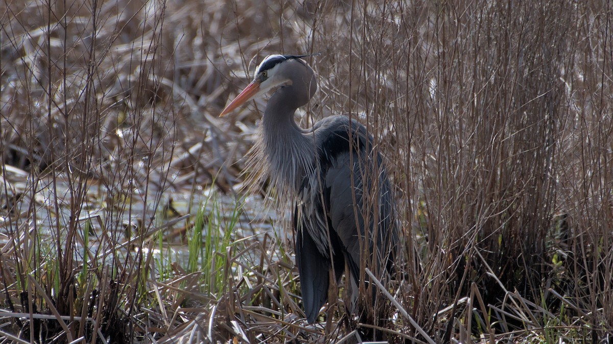 Great Blue Heron - Robert Howard