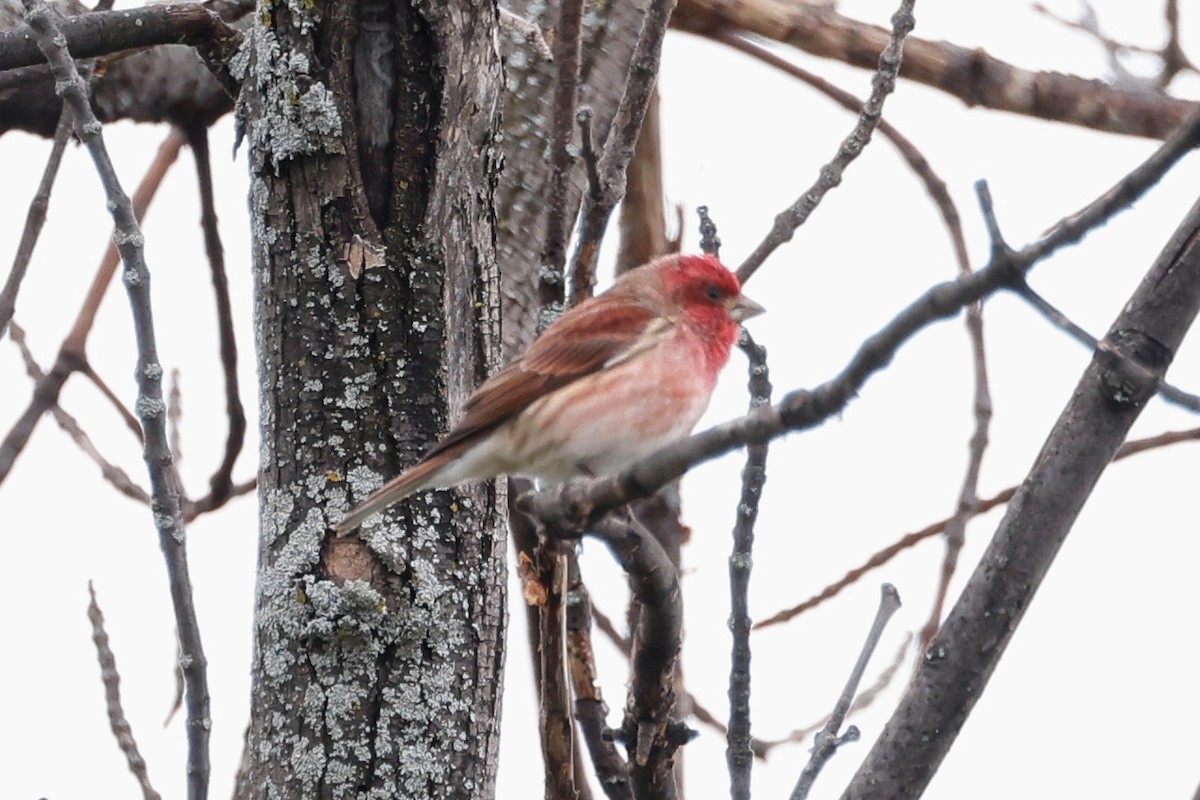 Purple Finch - Denis Tétreault