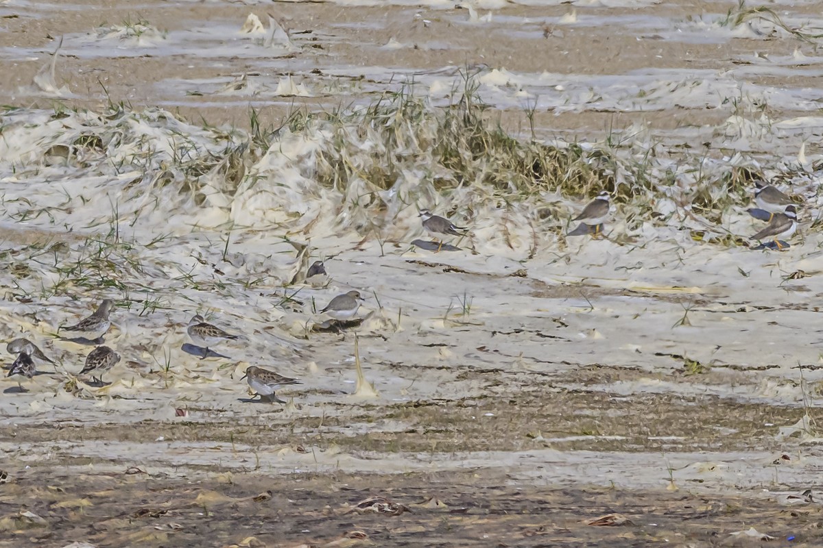 Two-banded Plover - ML617374434