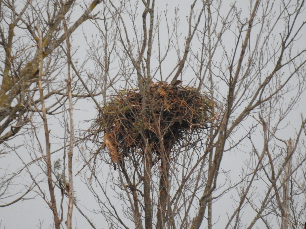 Red-tailed Hawk - ML617374451