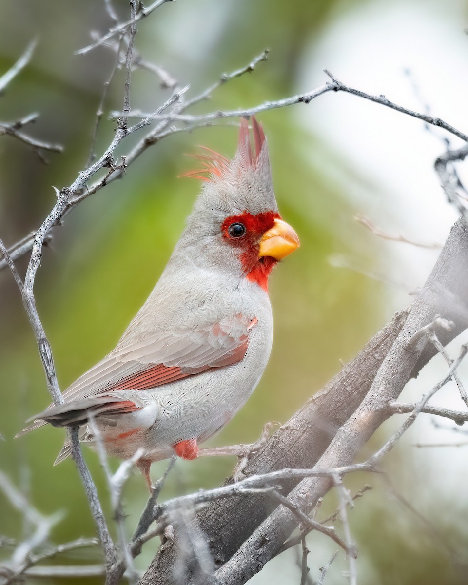 Pyrrhuloxia - Hannah Criswell