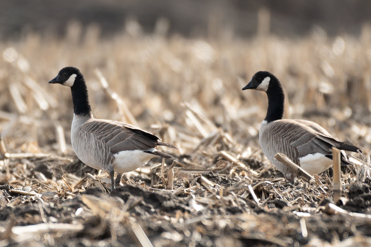 Cackling Goose (Taverner's) - Lory Cantin