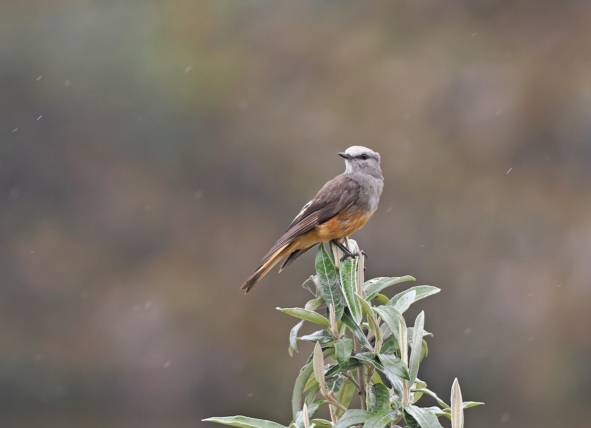 Red-rumped Bush-Tyrant - ML617374521