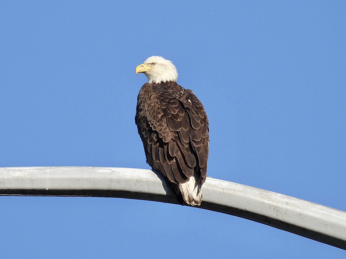 Bald Eagle - ML617374541