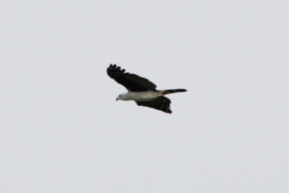 Gray-headed Kite - Paulo Fagundes