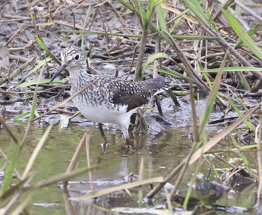 Solitary Sandpiper - Freddy Camara