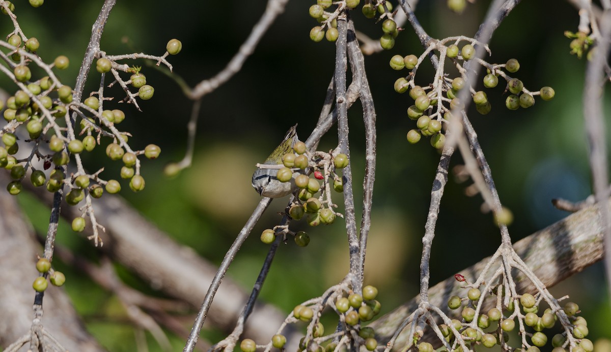 Tennessee Warbler - ML617374636