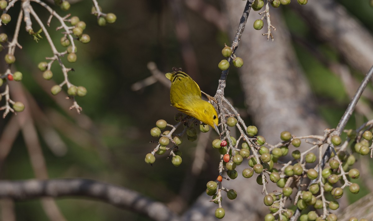 Yellow Warbler - Rolando Tomas Pasos Pérez