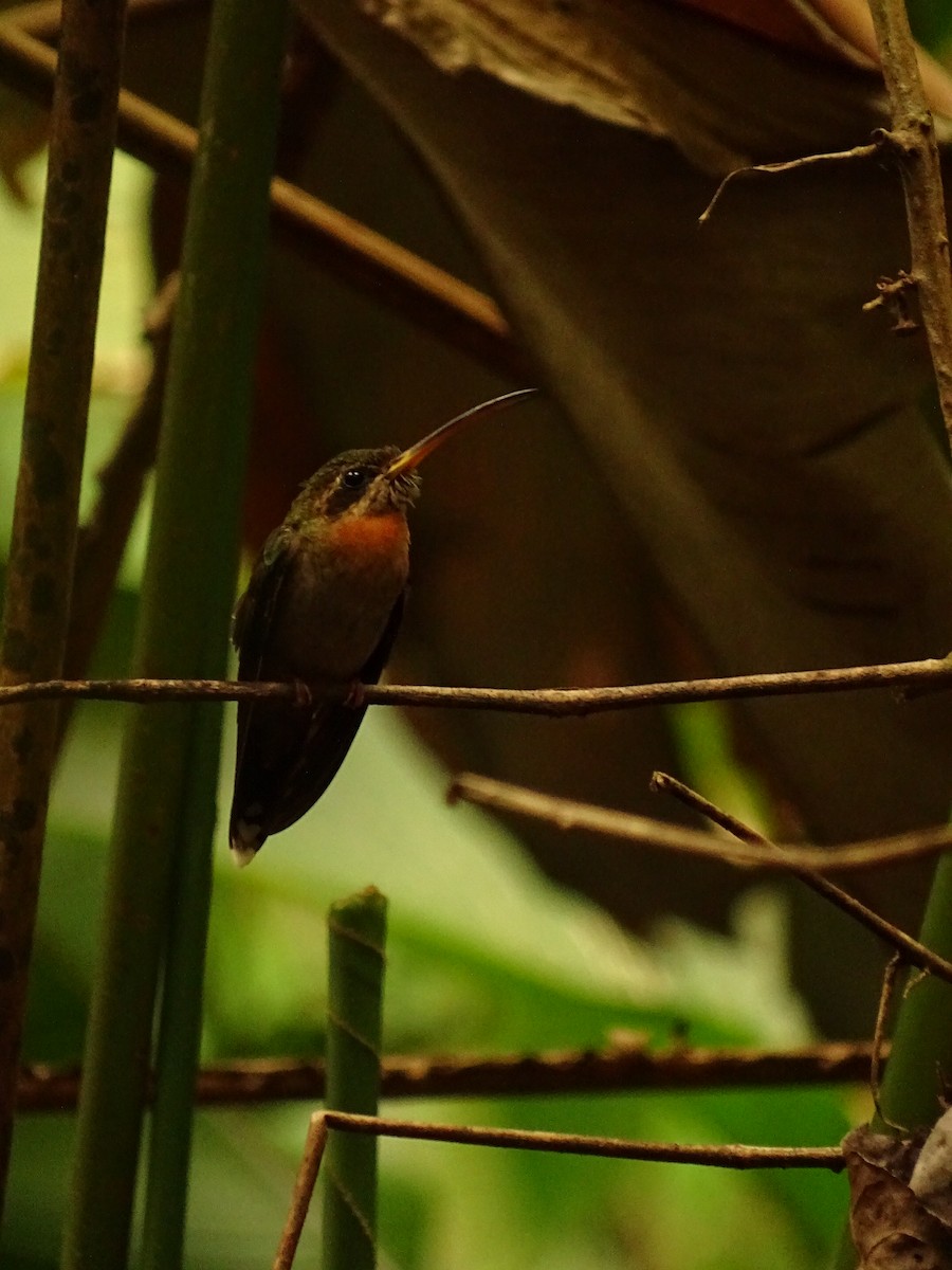 Полосатохвостый колибри-отшельник - ML617374670