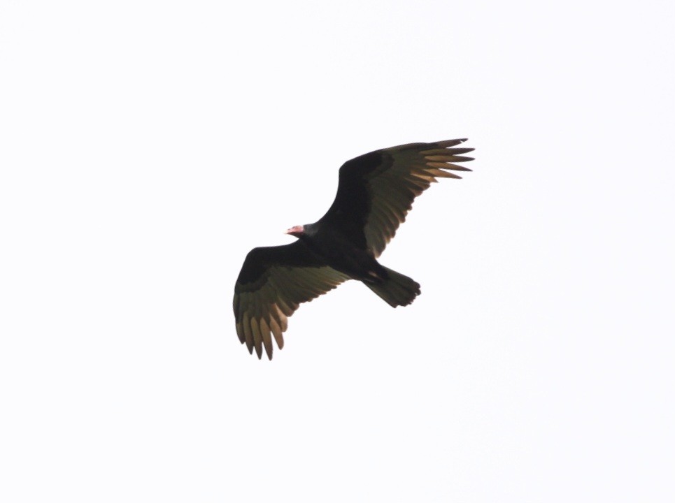 Turkey Vulture - Paulo Fagundes
