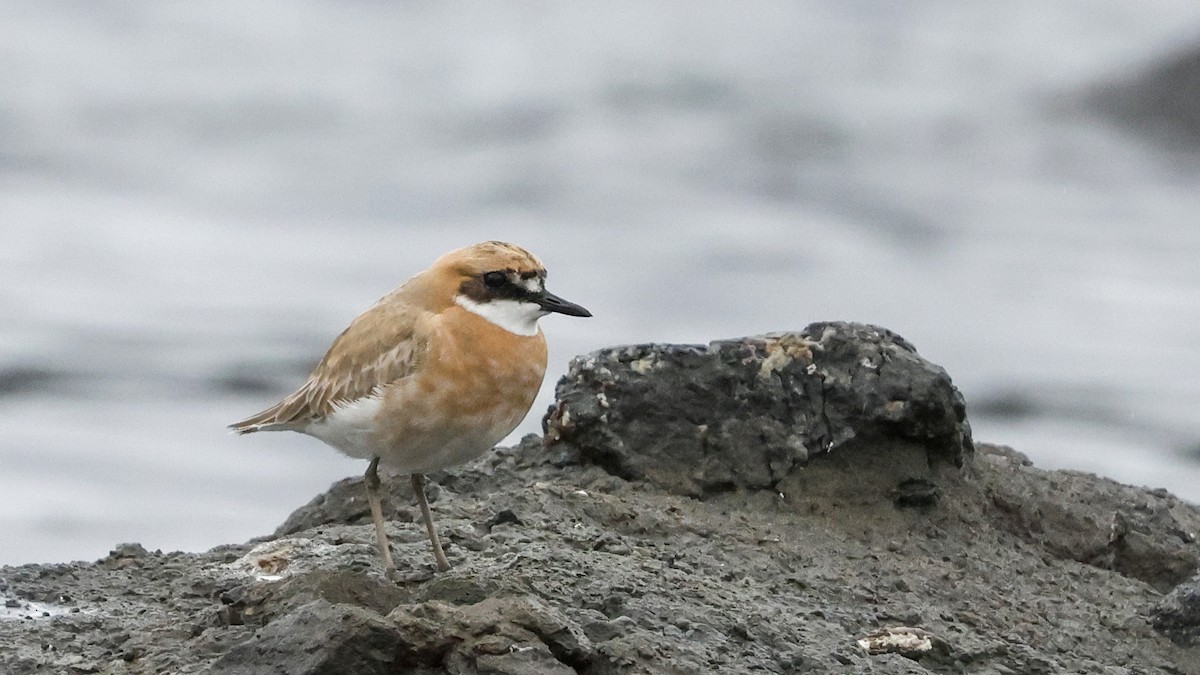 Greater Sand-Plover - ML617374675