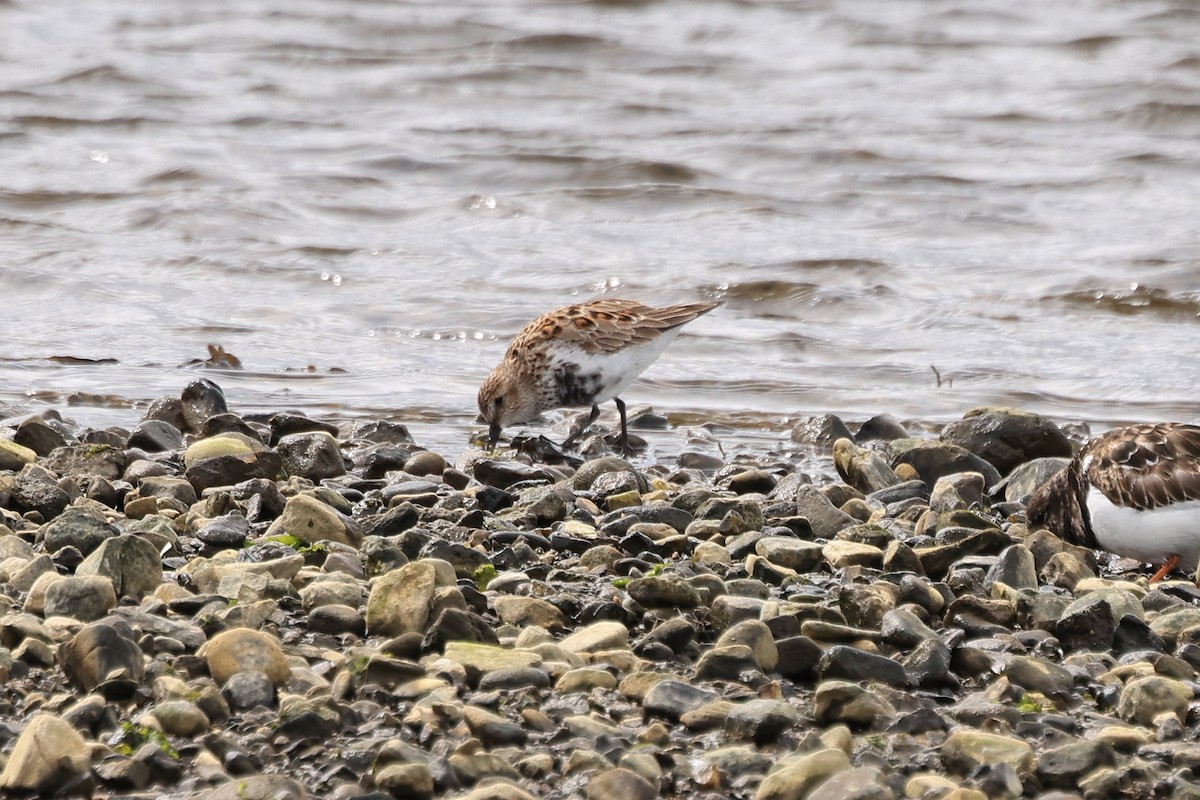 Dunlin - ML617374700