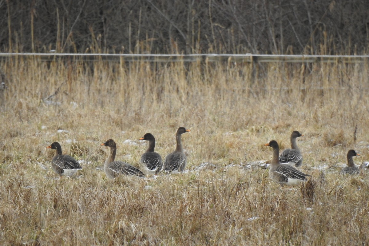 Taiga Bean-Goose - ML617374716