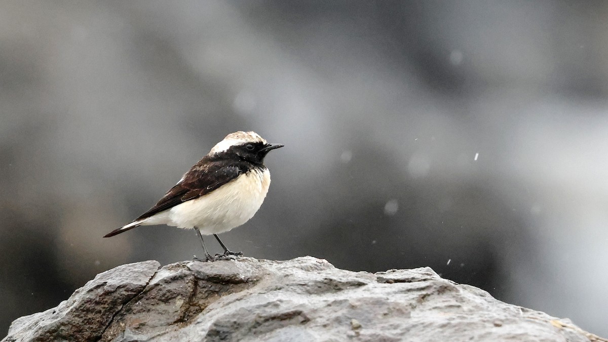 Pied Wheatear - ML617374735