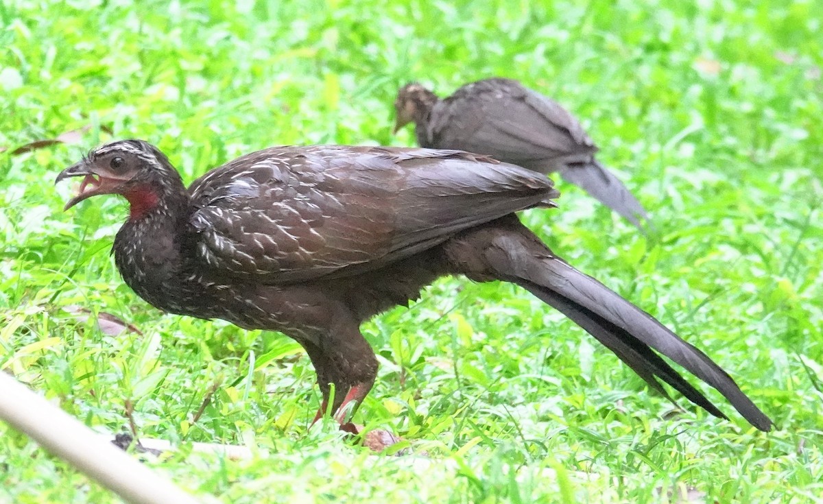 White-browed Guan - Joey Kellner