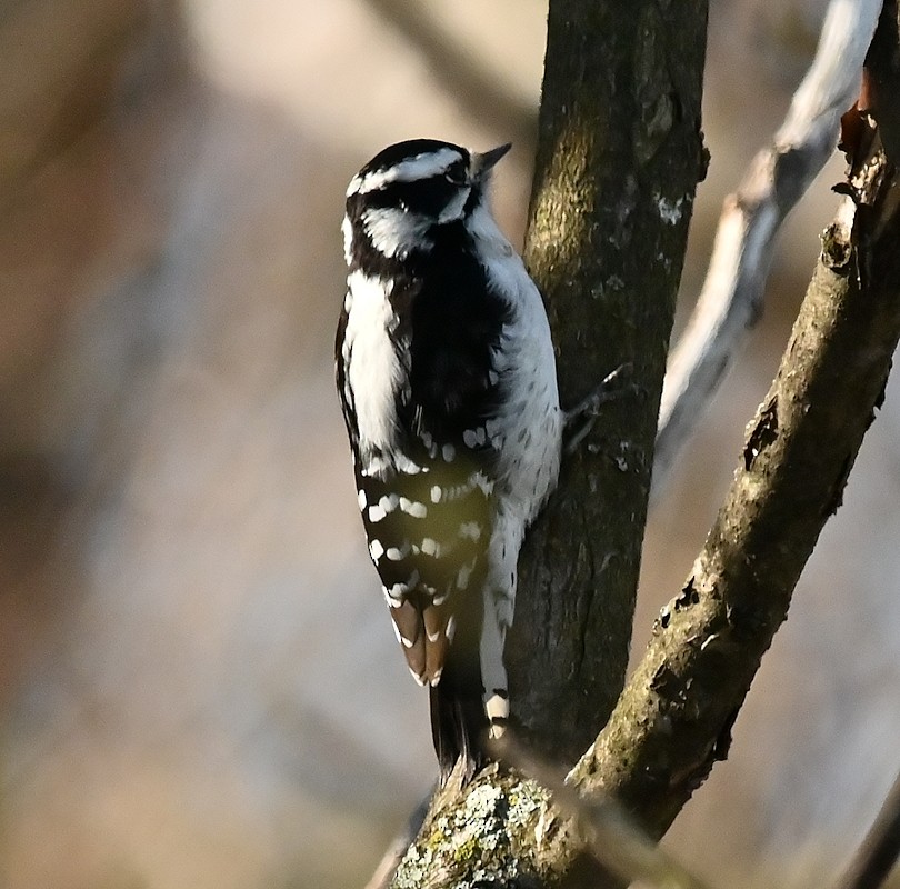 Downy Woodpecker - Regis Fortin