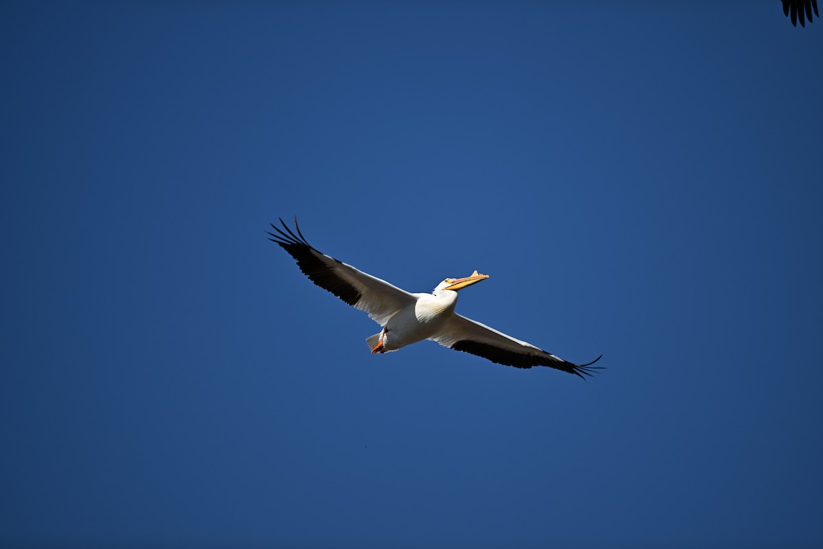 American White Pelican - ML617374830