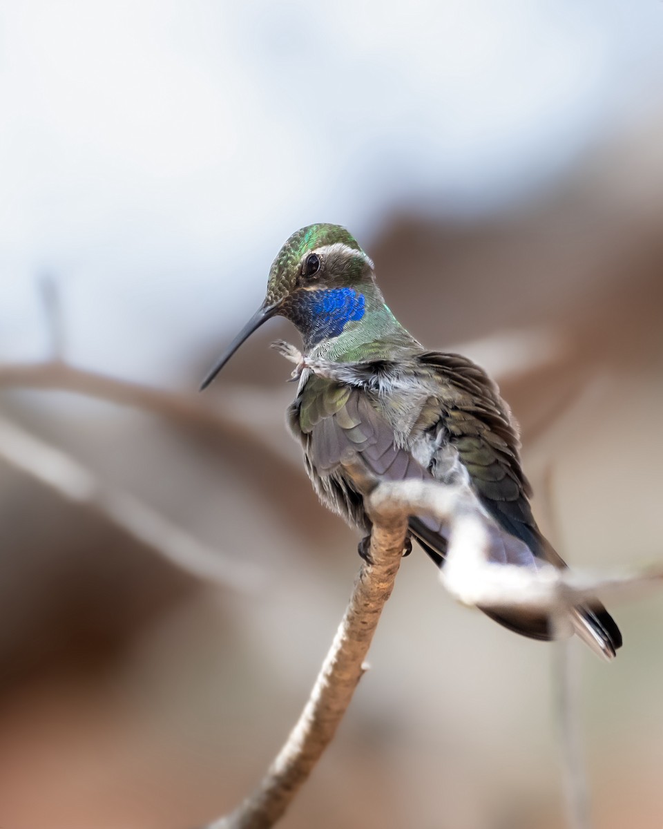 Blue-throated Mountain-gem - Hannah Criswell