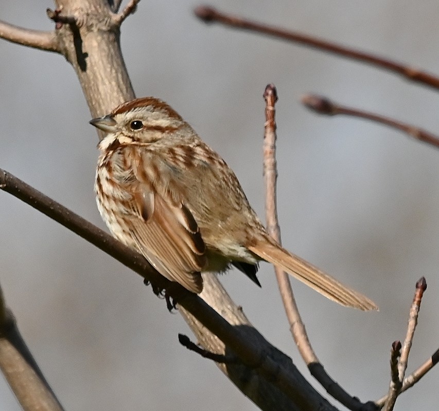 Song Sparrow - Regis Fortin