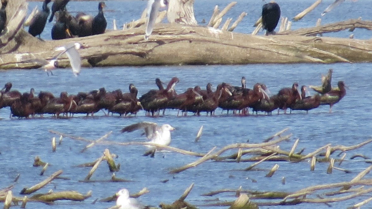 White-faced Ibis - ML617374907