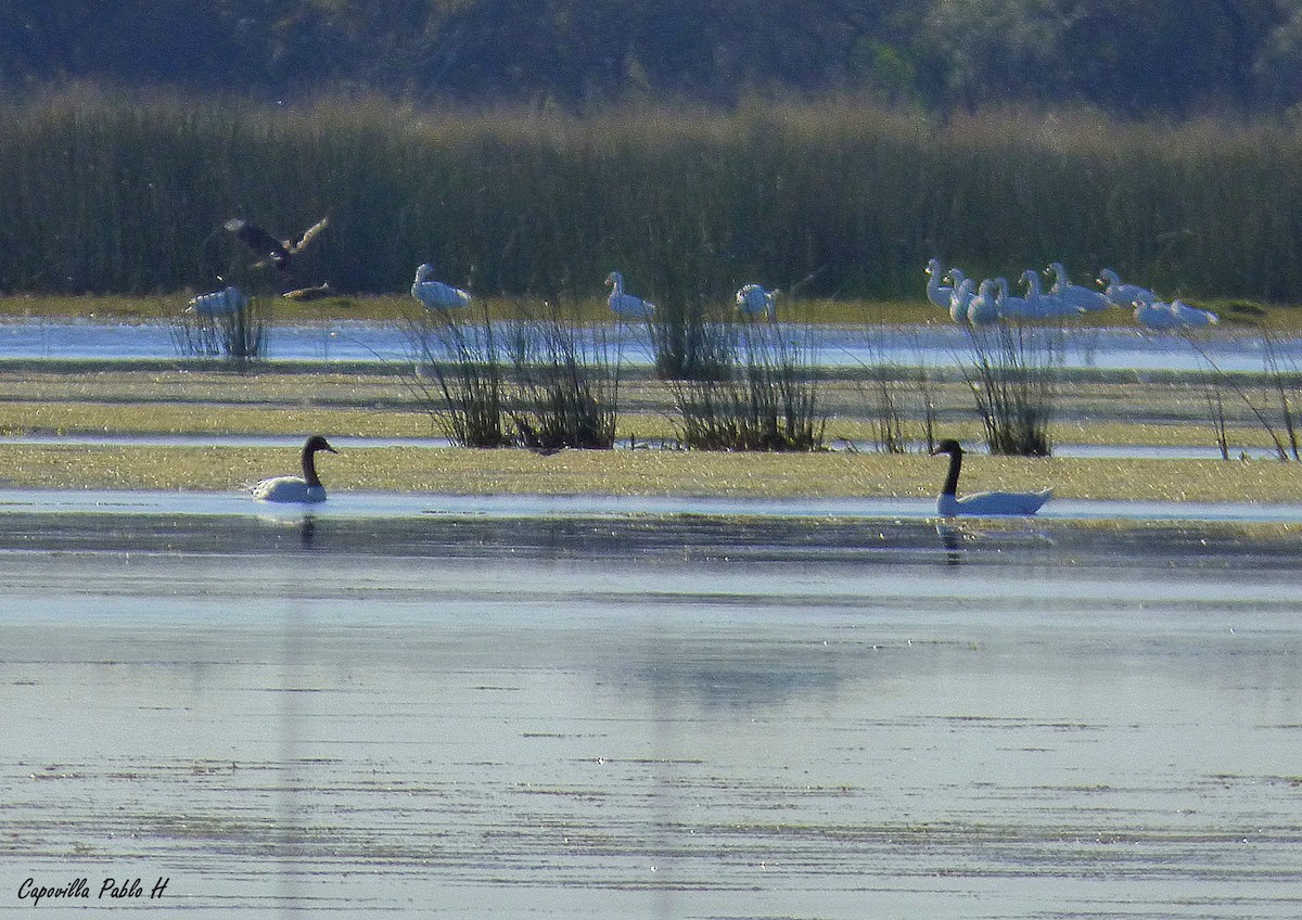 Black-necked Swan - ML61737491