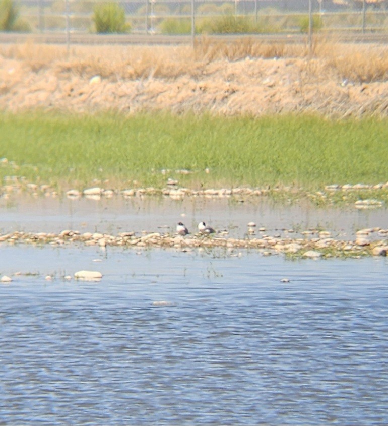 Franklin's Gull - ML617374937