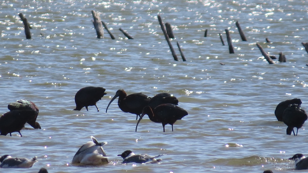 White-faced Ibis - Edward Allen