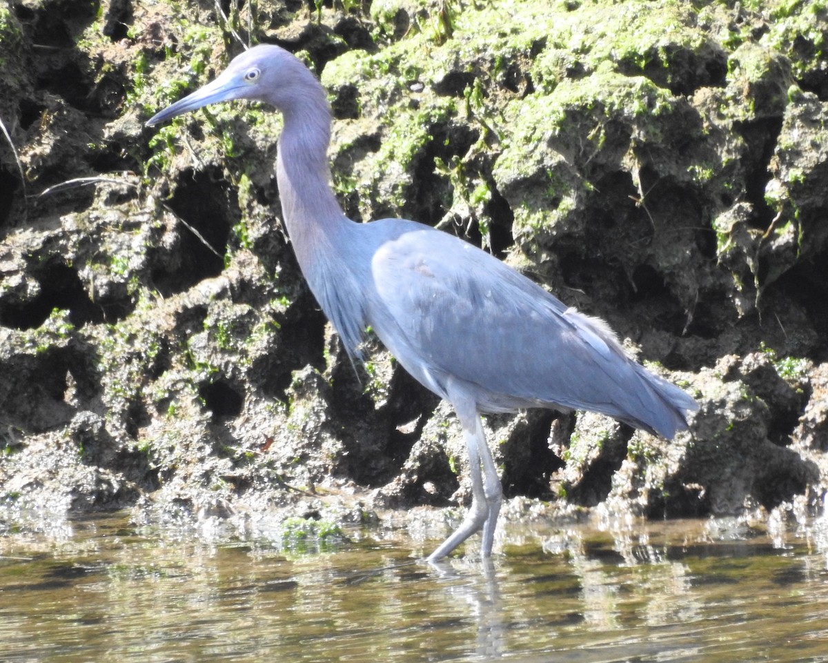 Little Blue Heron - ML617374954