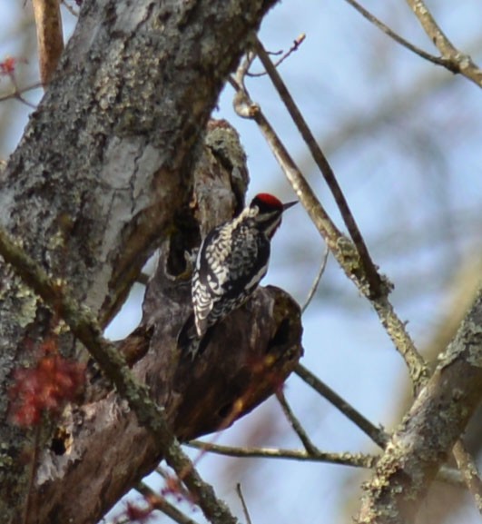 Yellow-bellied Sapsucker - ML617374962