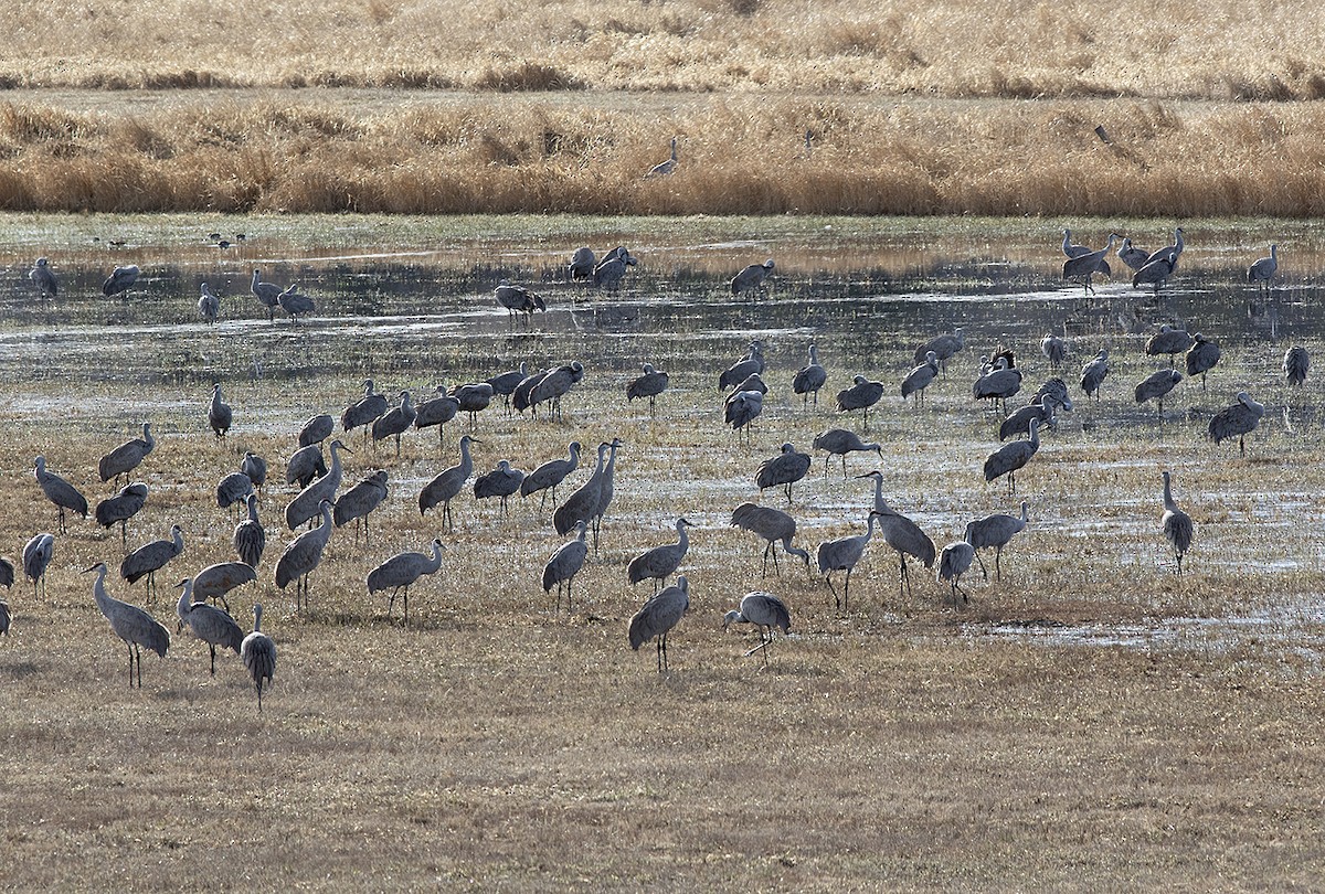 Sandhill Crane - ML617374965