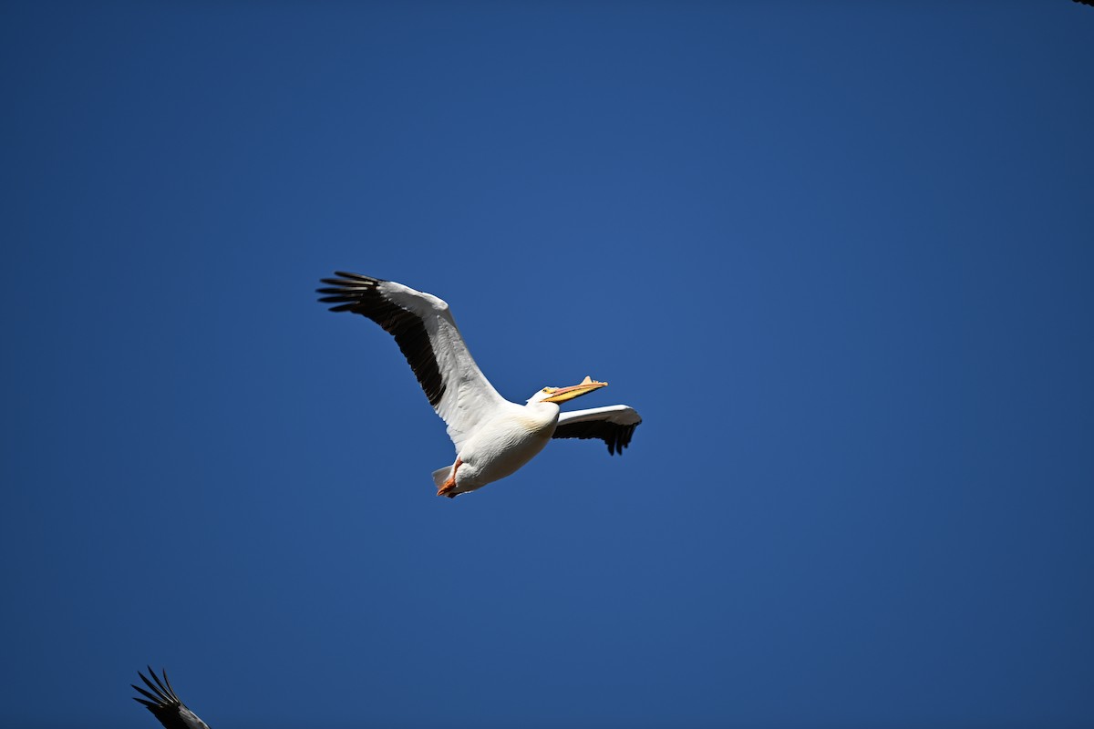 American White Pelican - ML617374997