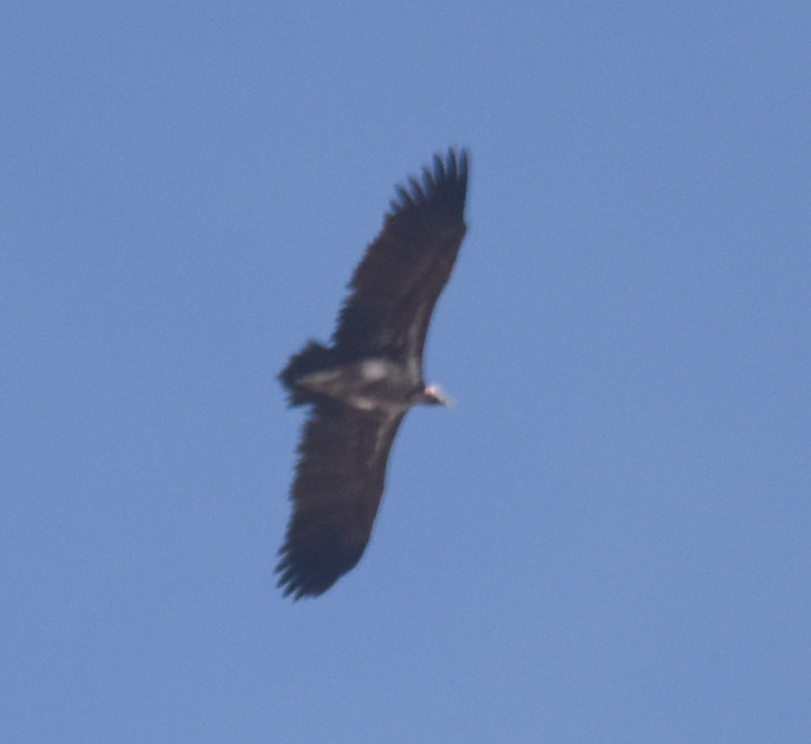 Lappet-faced Vulture - ML617374998