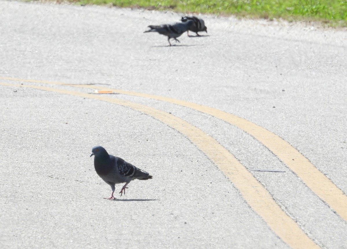 Rock Pigeon (Feral Pigeon) - ML617375011