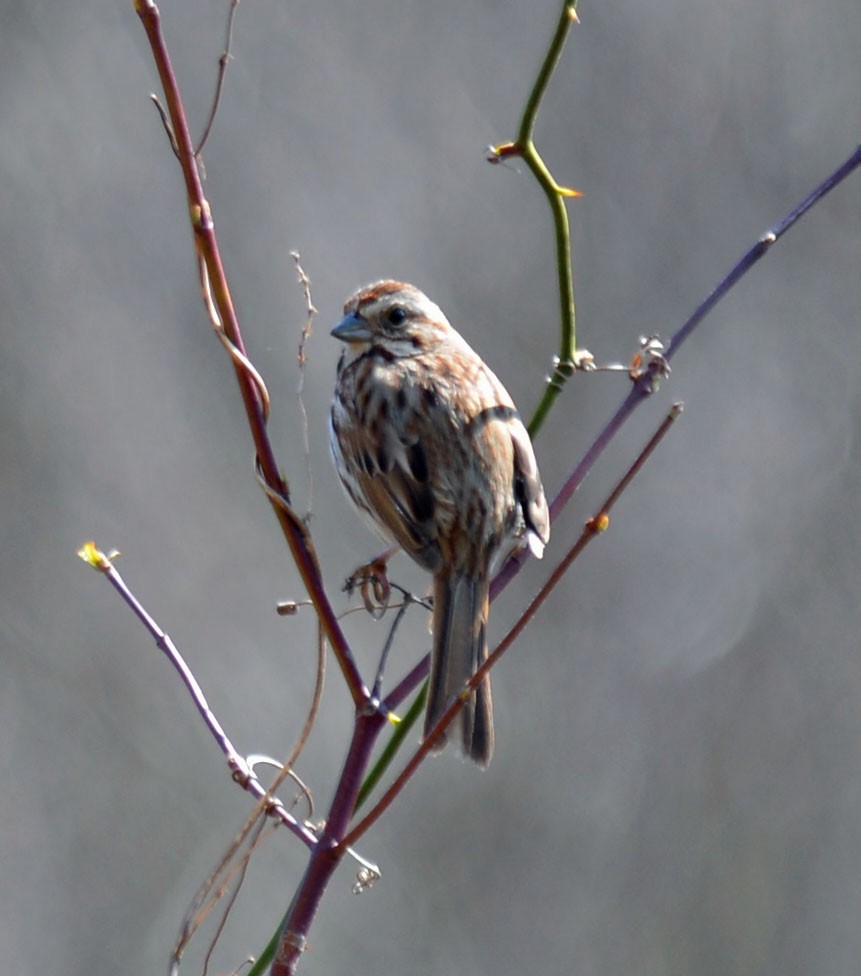 Song Sparrow - Michael Carpenter