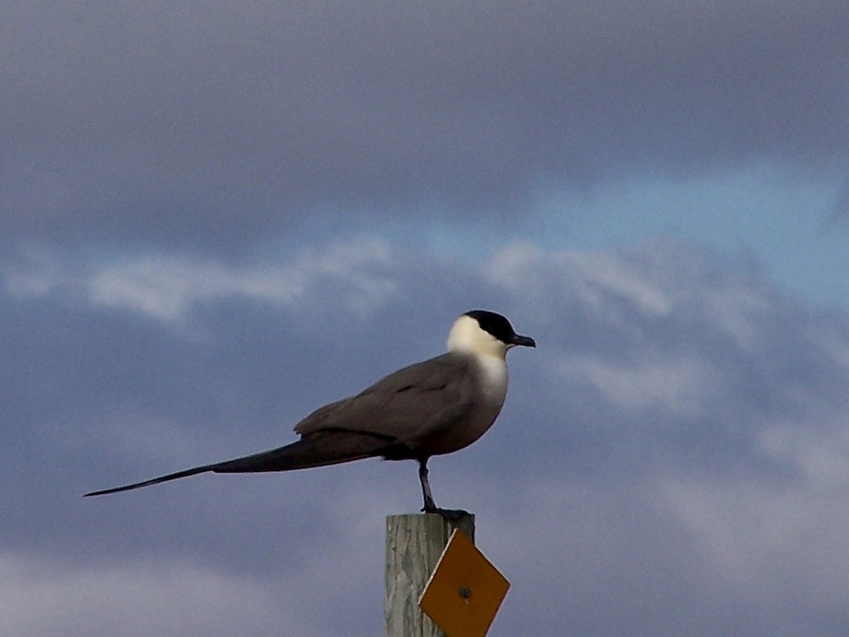 Long-tailed Jaeger - Kenna Sue Trickey