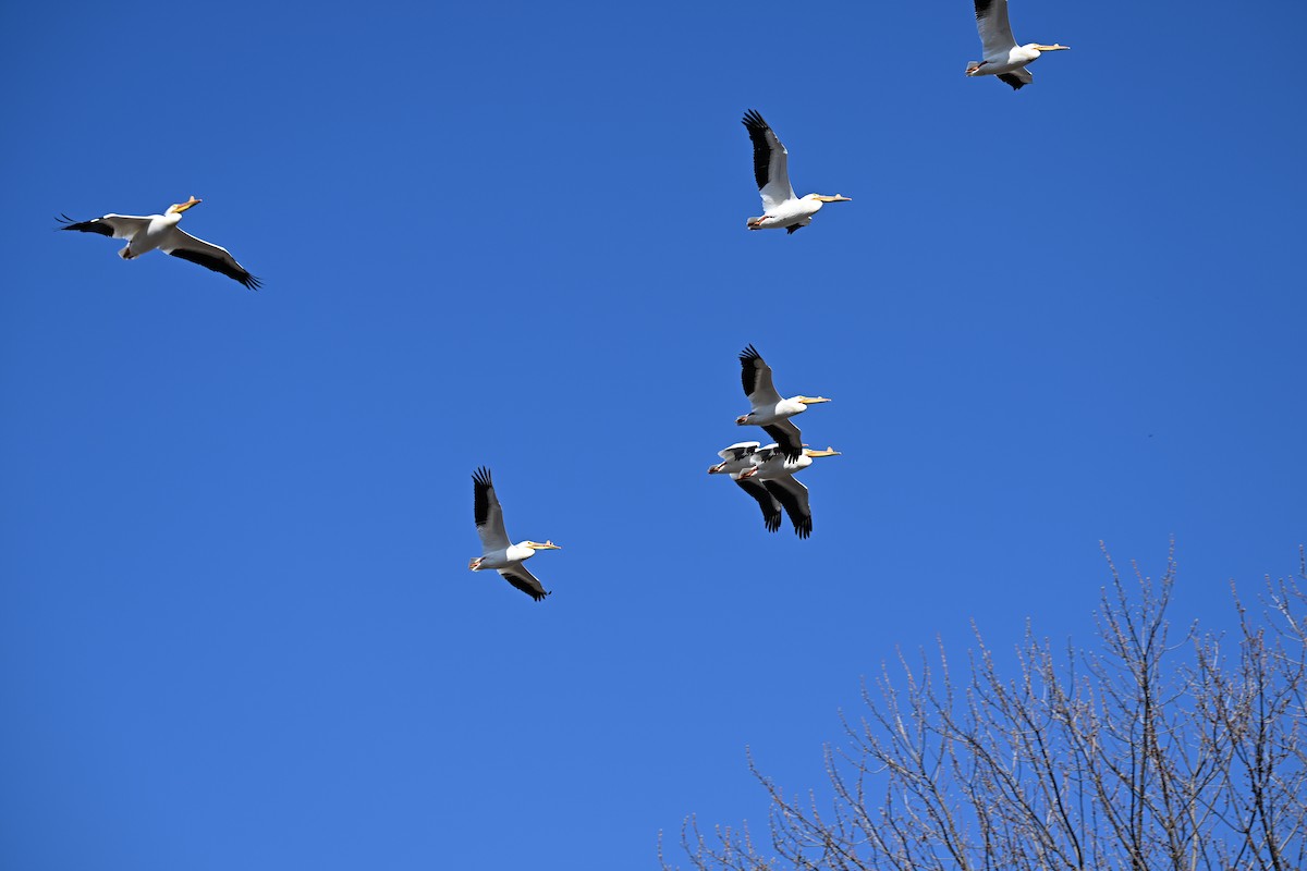 American White Pelican - ML617375052